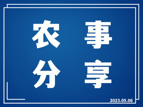 蔬菜的16个增产增收的技巧！